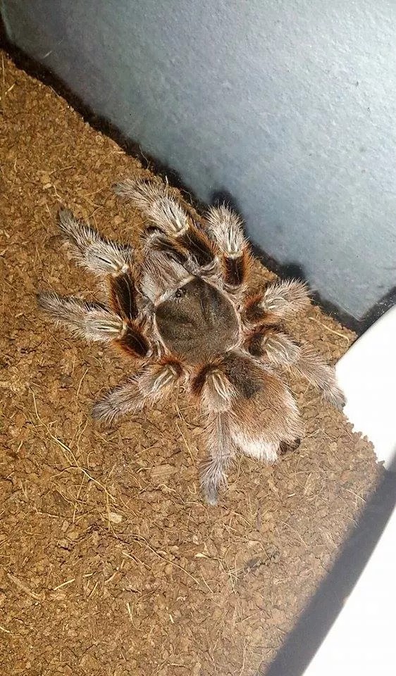 Grammostola rosea or porteri?