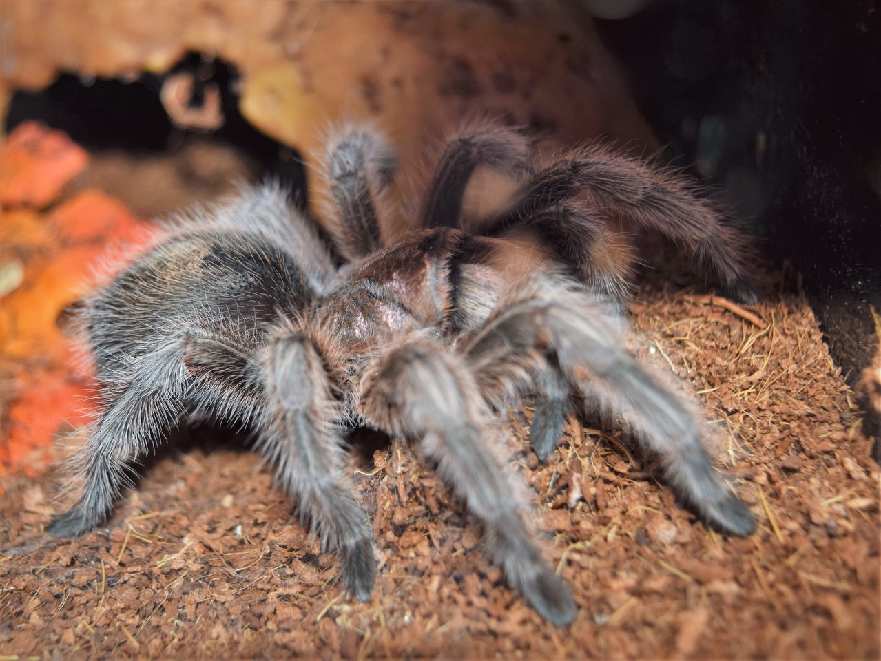 Grammostola rosea/porteri