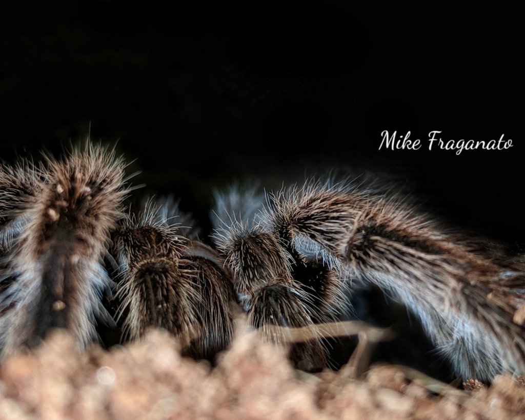 Grammostola rosea / porteri