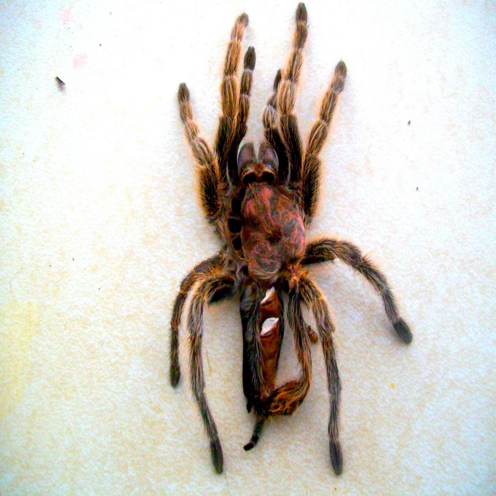 Grammostola Rosea Post-Molt