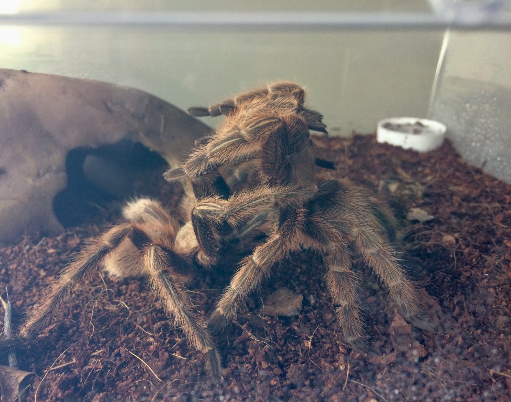 Grammostola rosea RCF breeding