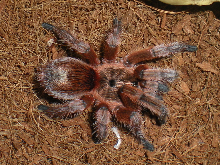 Grammostola rosea "RCF" or Paraphysa scrofa?