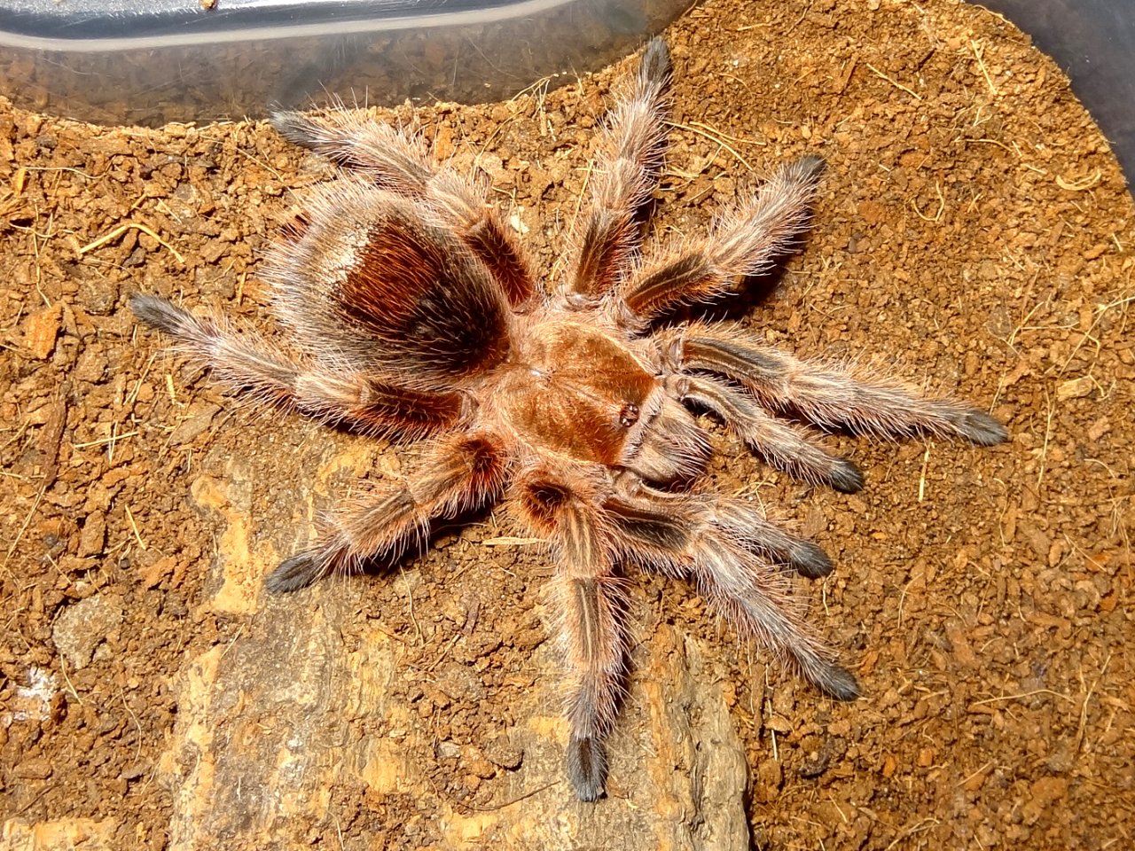 Grammostola rosea RCF