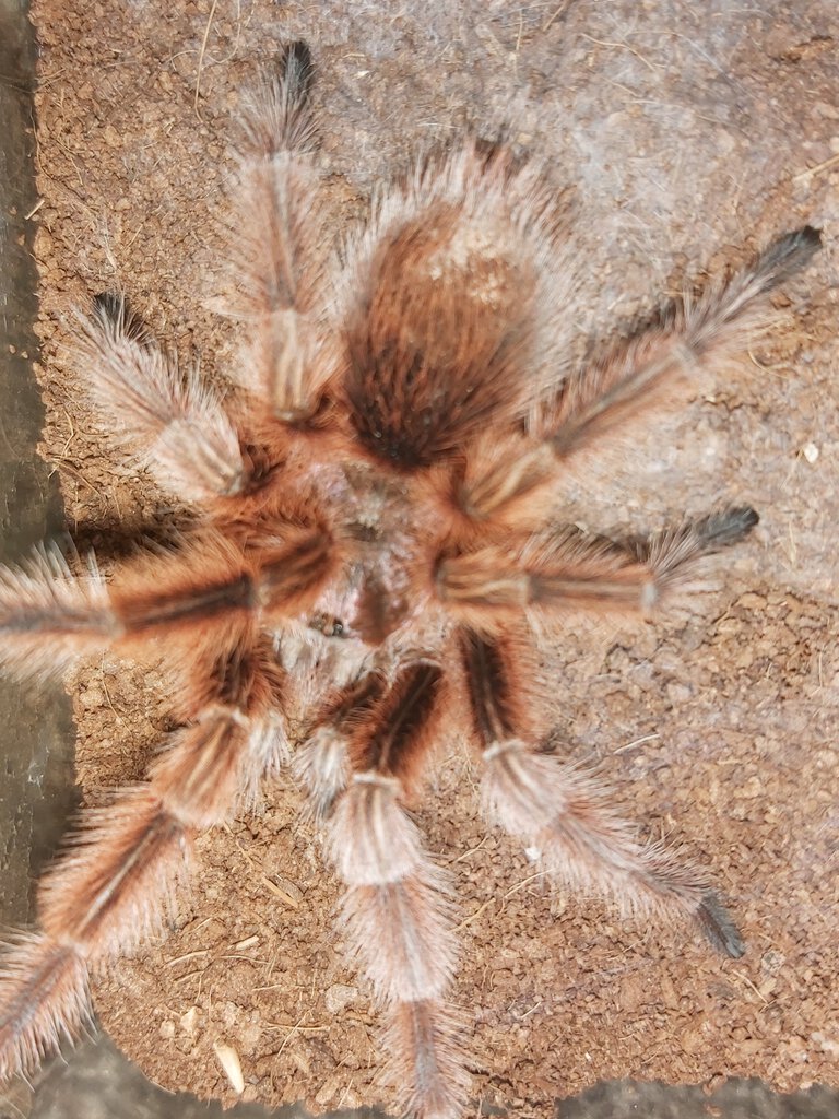 Grammostola rosea (RCF)