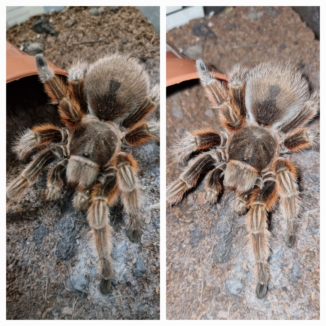 Grammostola rosea (RCF)