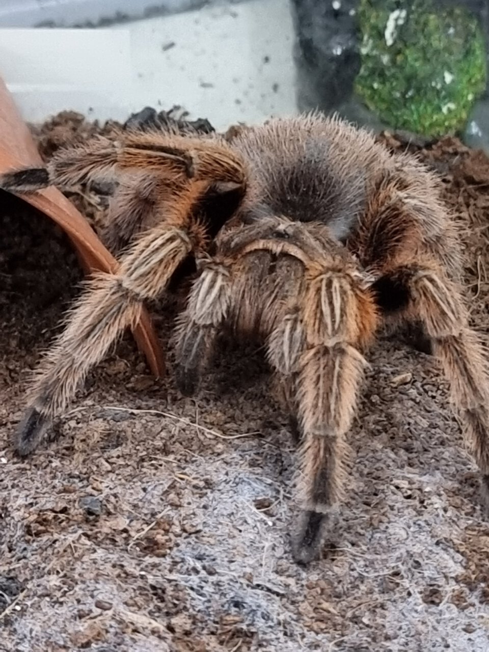 Grammostola rosea (RCF)