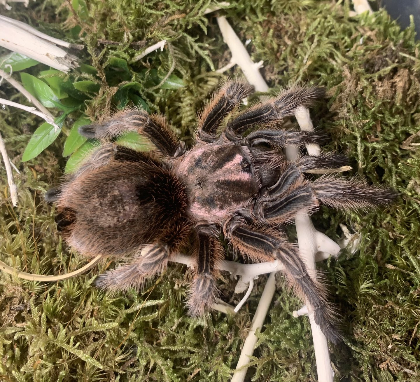 Grammostola rosea 'RCF'