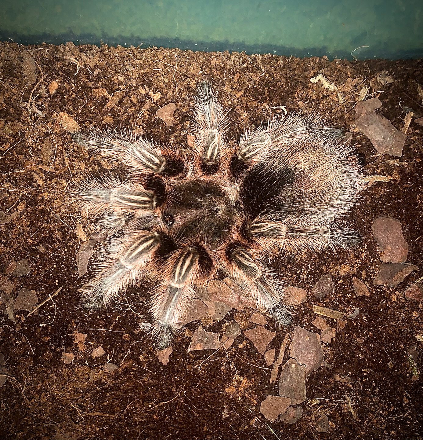 Grammostola rosea 'RCF'