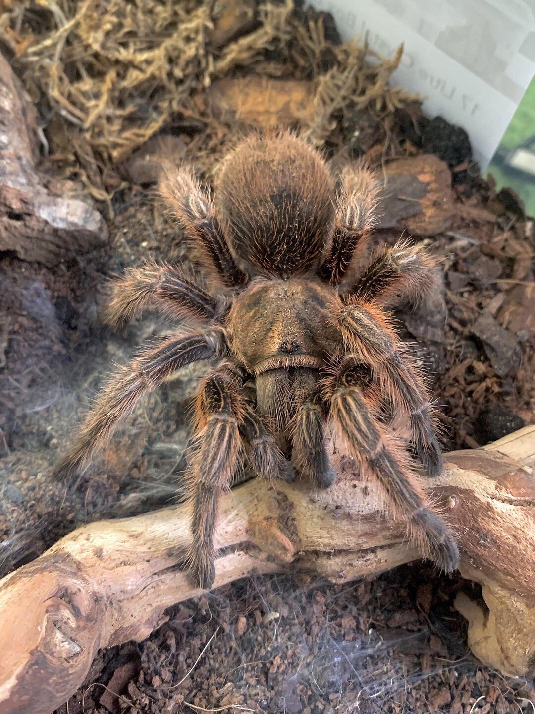 Grammostola rosea 'RCF'