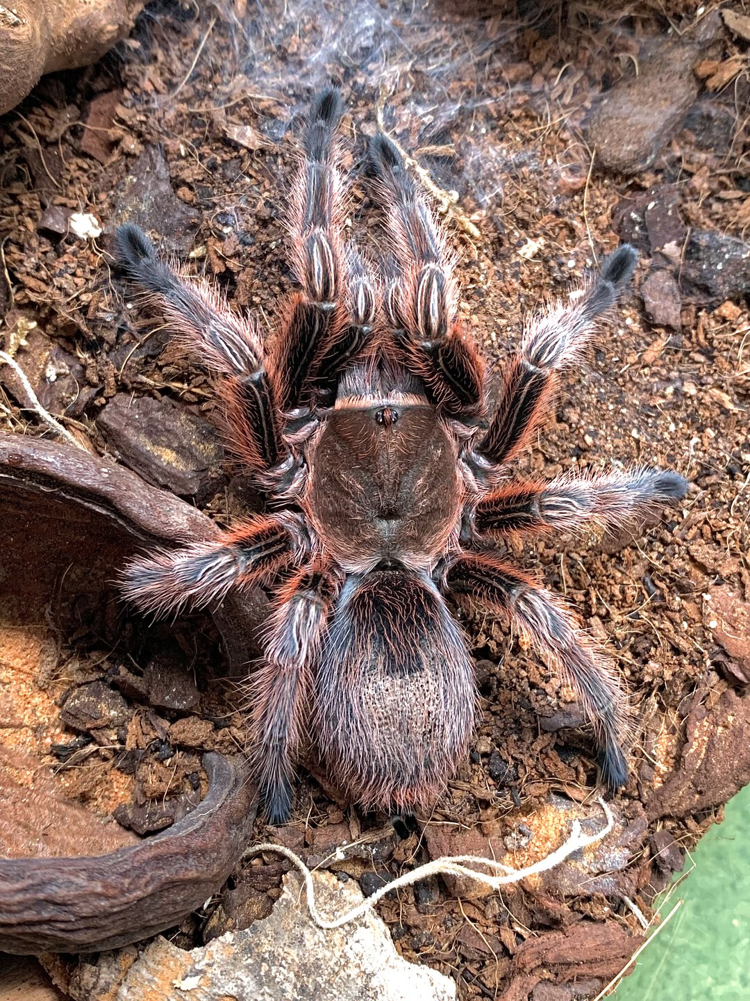 Grammostola rosea (RCF)