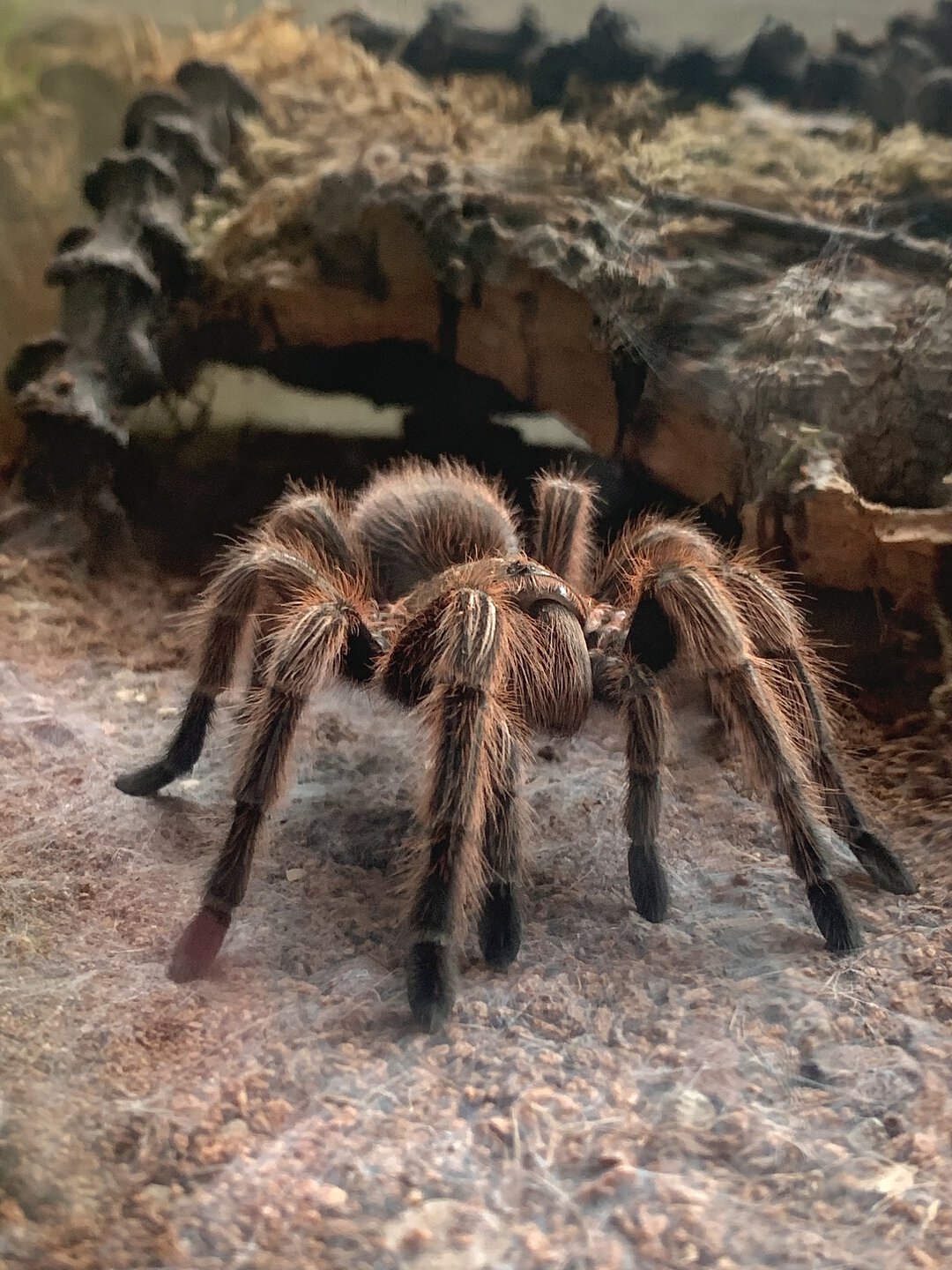 Grammostola rosea (RCF)