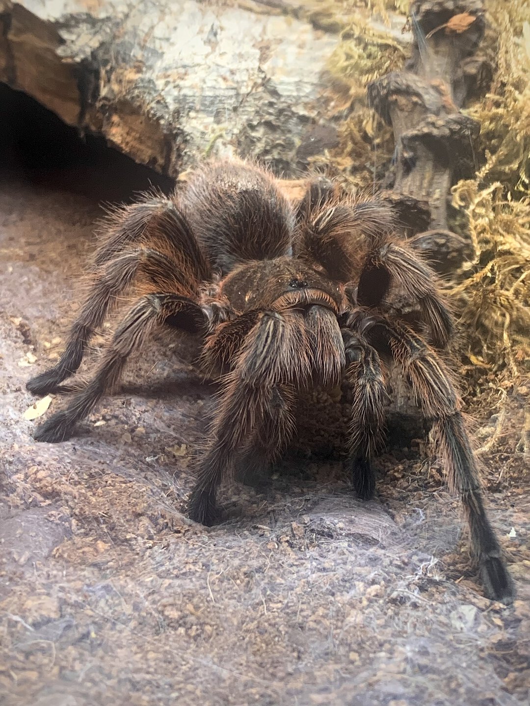 Grammostola rosea 'RCF'