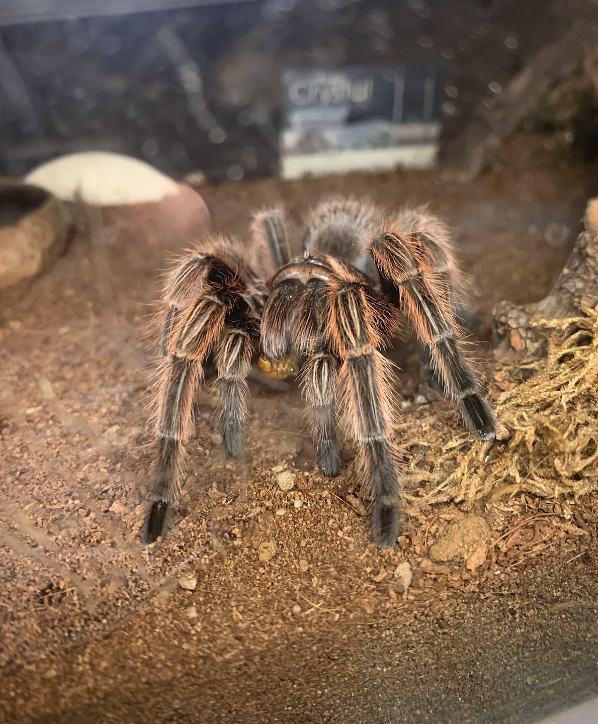 Grammostola rosea "RCF"