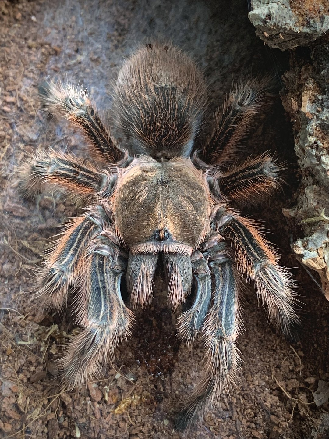 Grammostola rosea 'RCF'