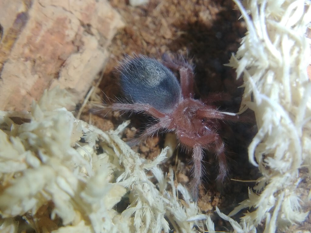 Grammostola rosea sling looks like a chubby fire ant