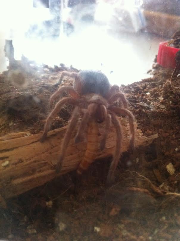 Grammostola rosea sling