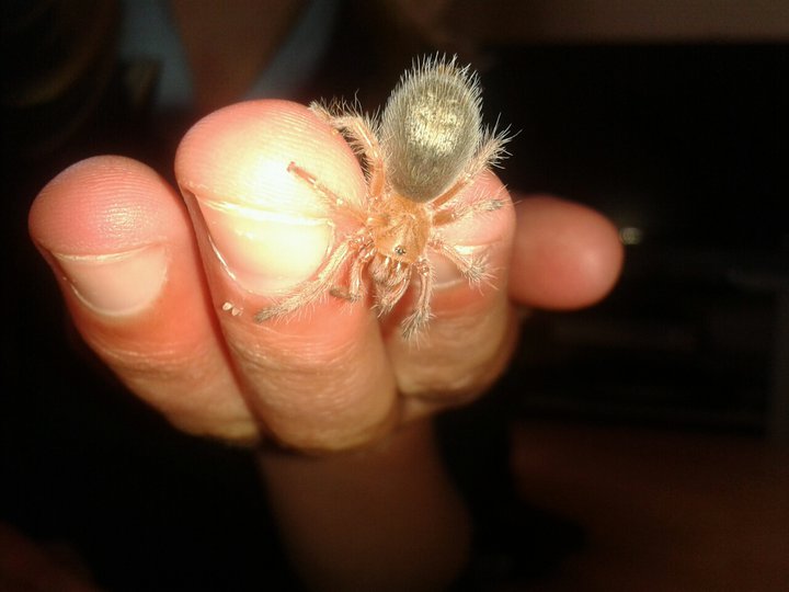 Grammostola Rosea 'tallulah' :)