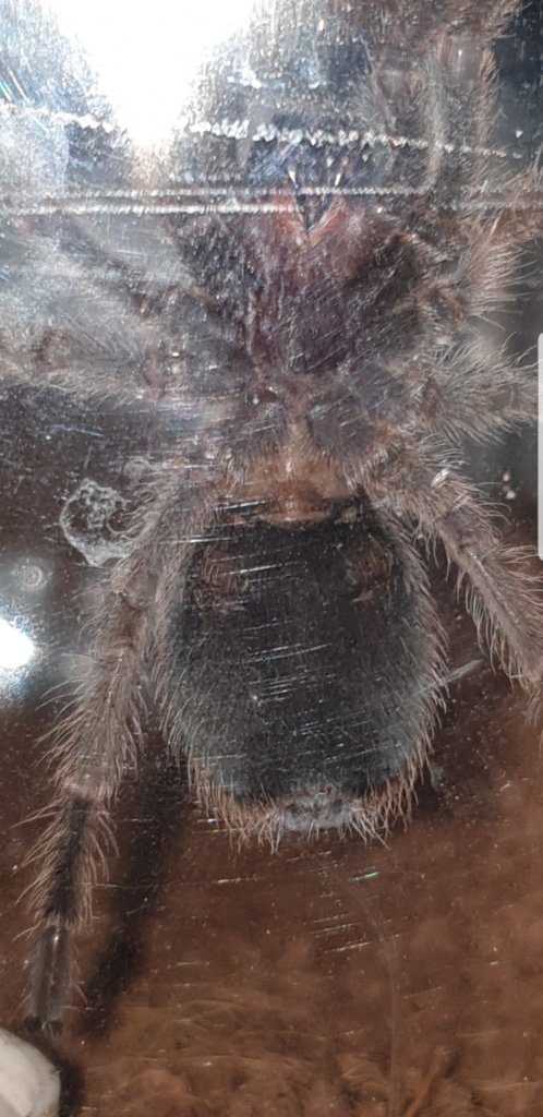 Grammostola rosea [ventral sexing] #2