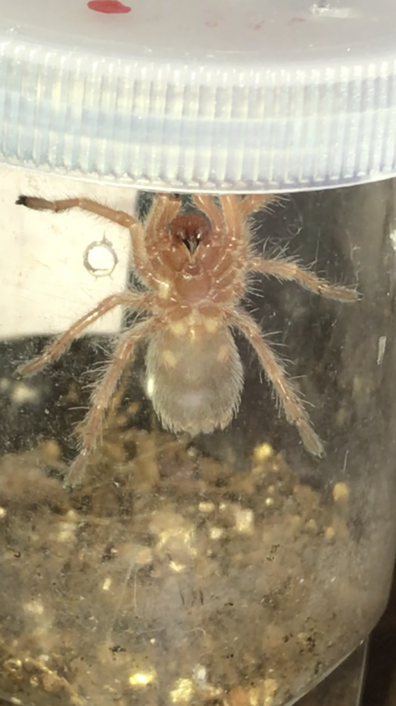 Grammostola rosea [ventral sexing]