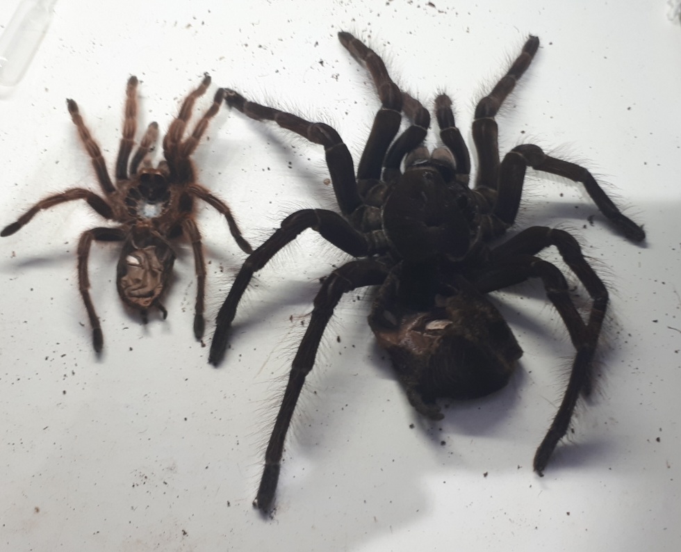 Grammostola rosea vs Theraphosa blondi