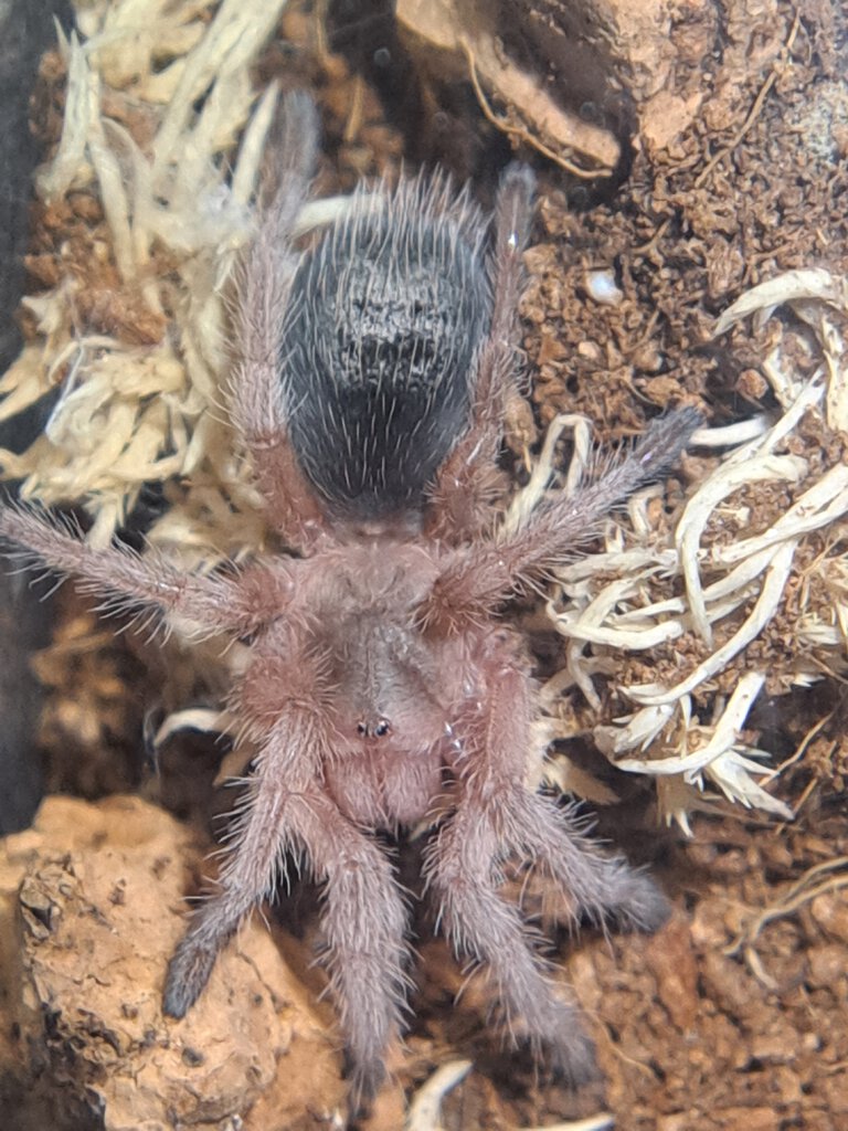 Grammostola rosea with regenerated leg