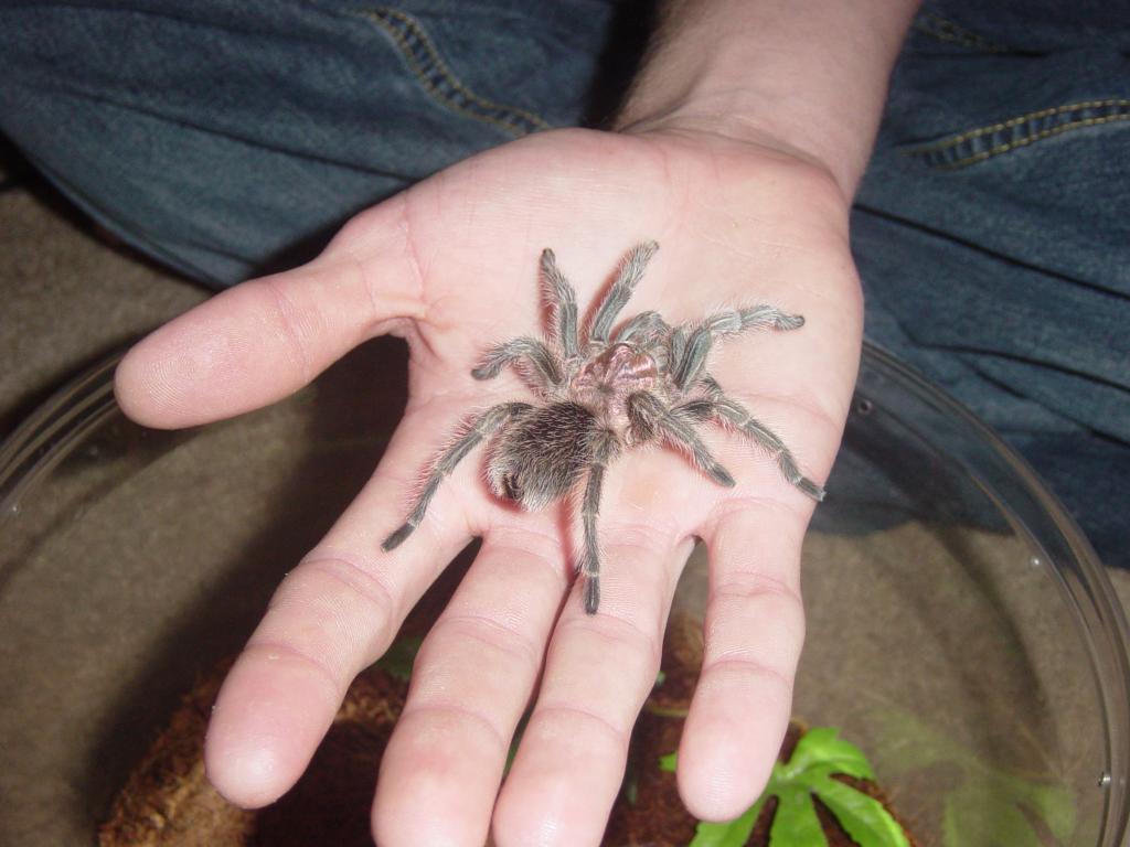 Grammostola rosea