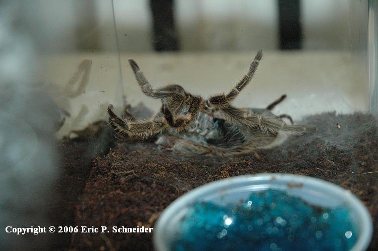 Grammostola rosea