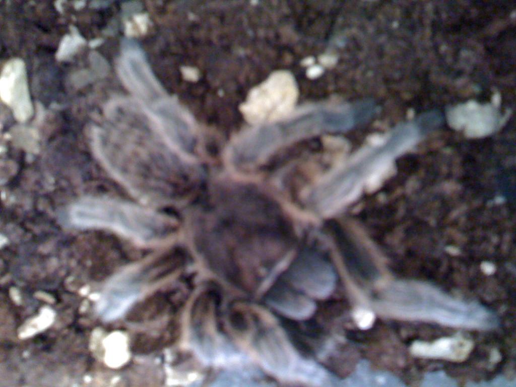 Grammostola Rosea??