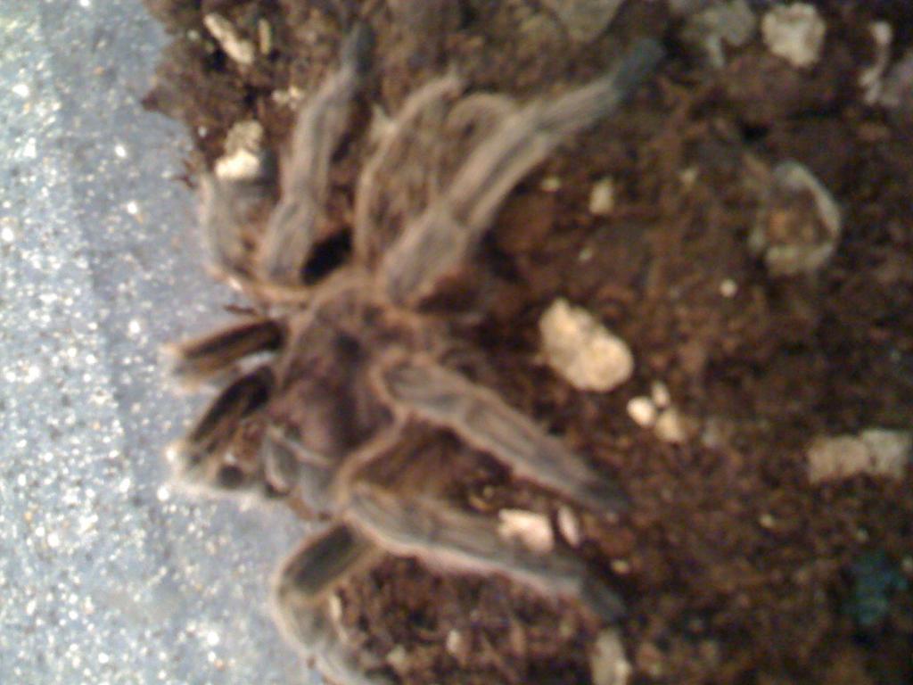 Grammostola Rosea??