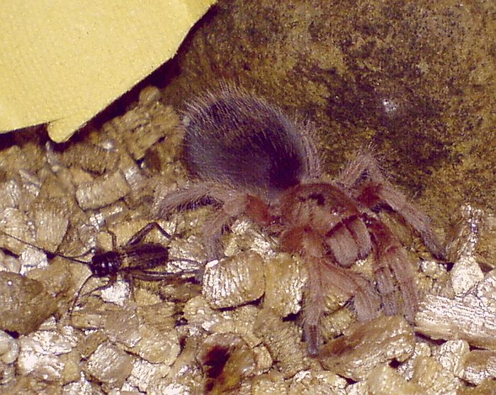 Grammostola rosea