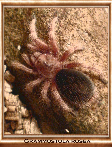 Grammostola rosea