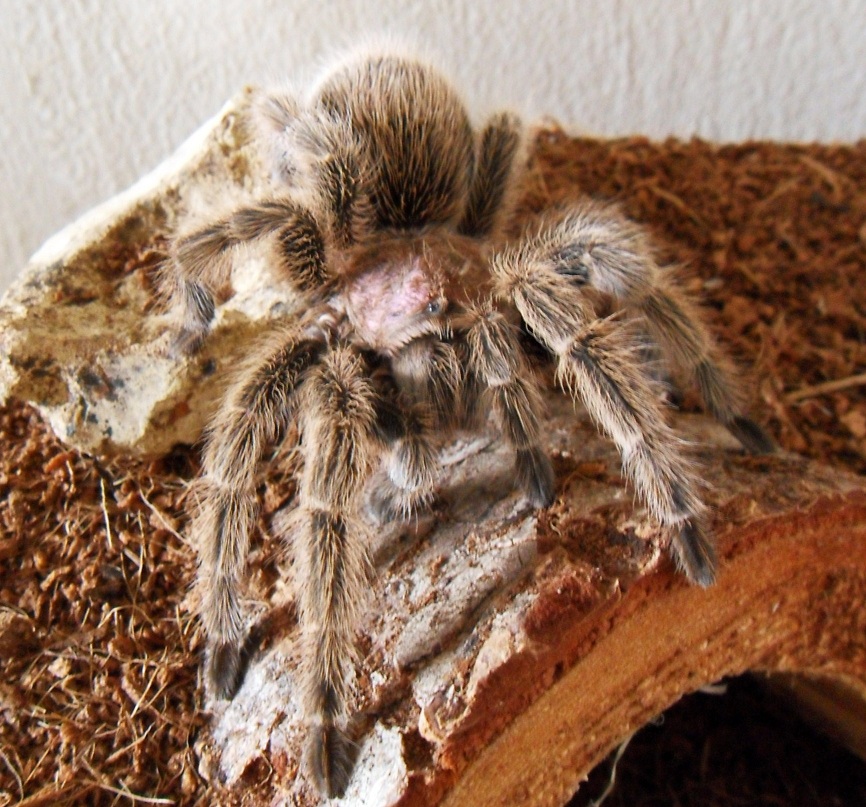 Grammostola Rosea