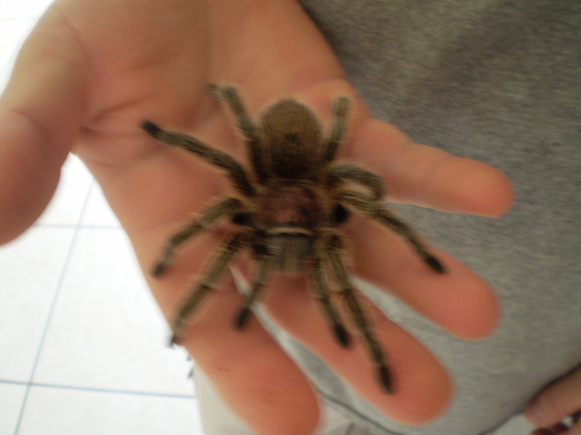 Grammostola Rosea