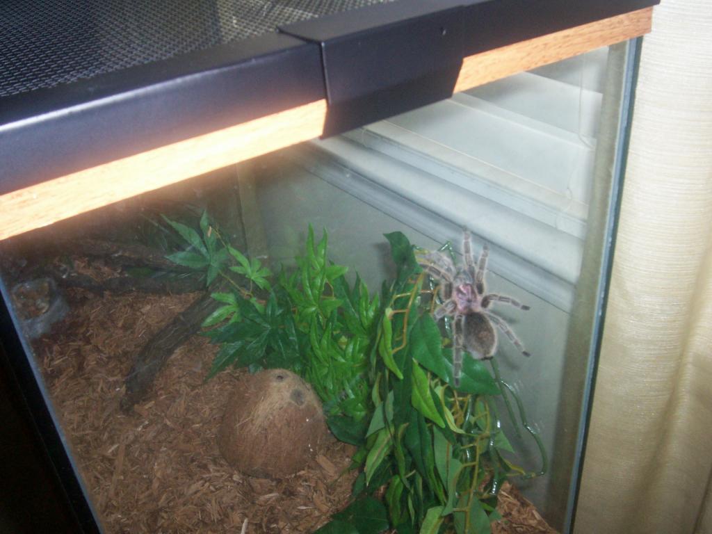 Grammostola rosea