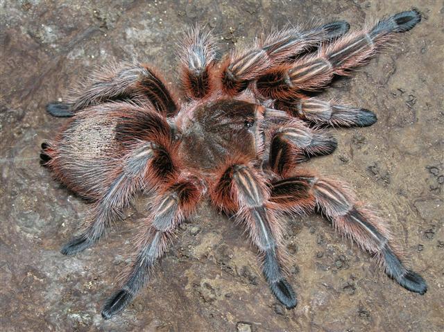 Grammostola rosea