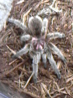 Grammostola Rosea