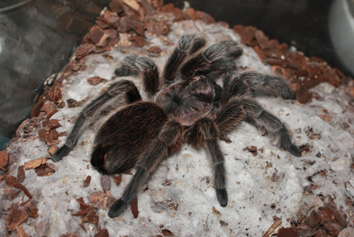 Grammostola Rosea