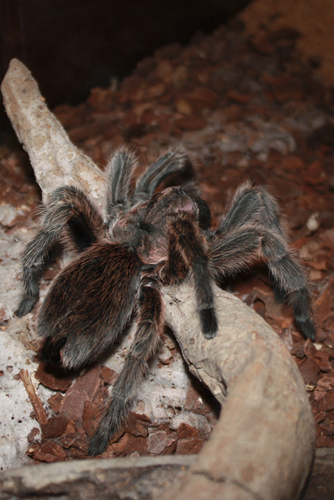 Grammostola Rosea