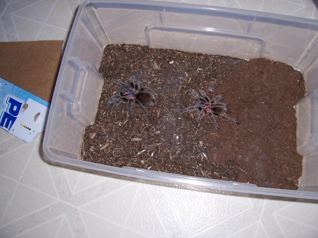 Grammostola rosea