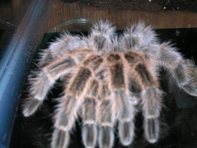 Grammostola rosea