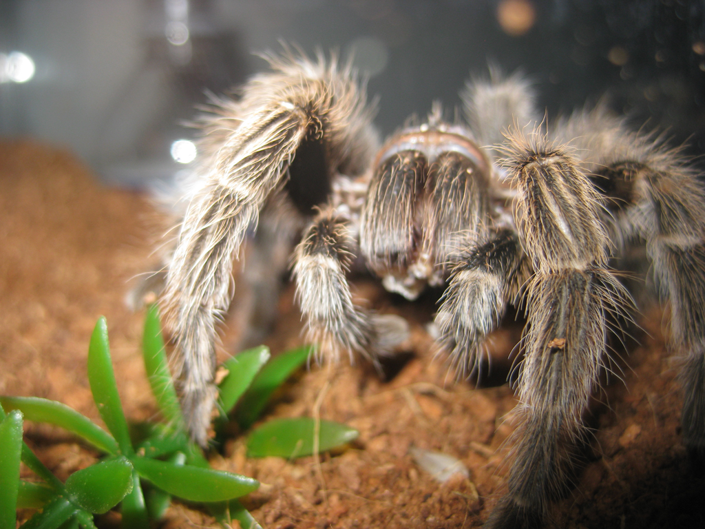 Grammostola Rosea