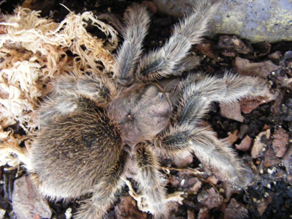 Grammostola Rosea