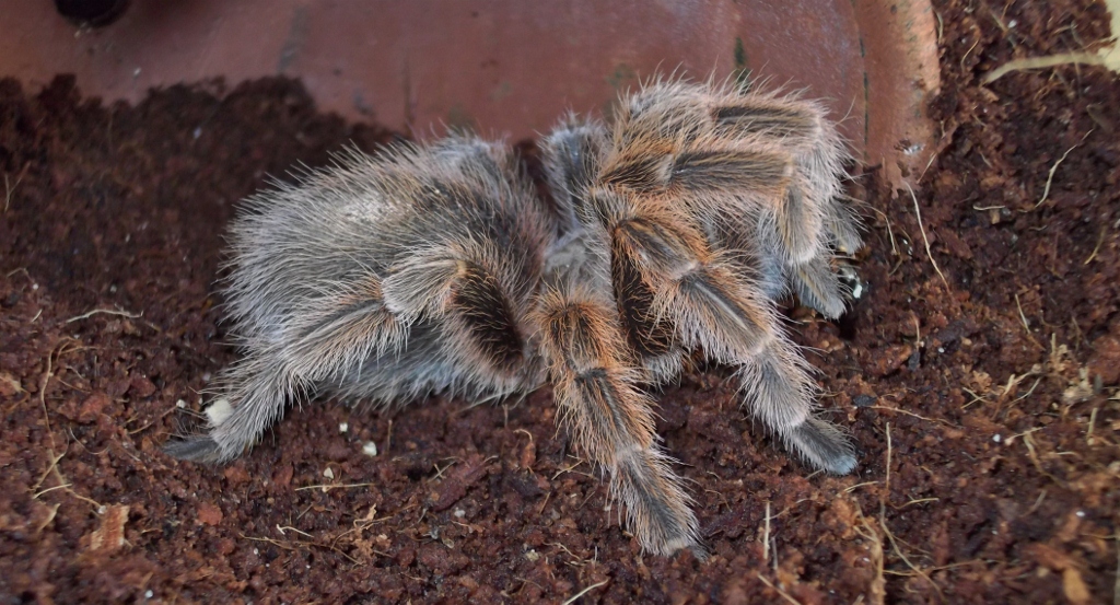 Grammostola Rosea