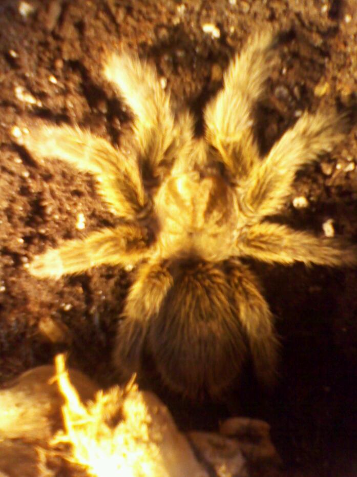 Grammostola Rosea