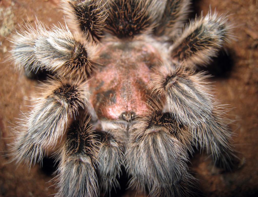 Grammostola rosea