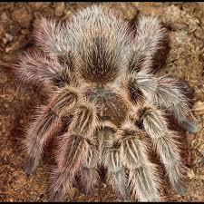 grammostola rosea