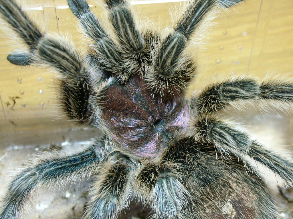 Grammostola rosea