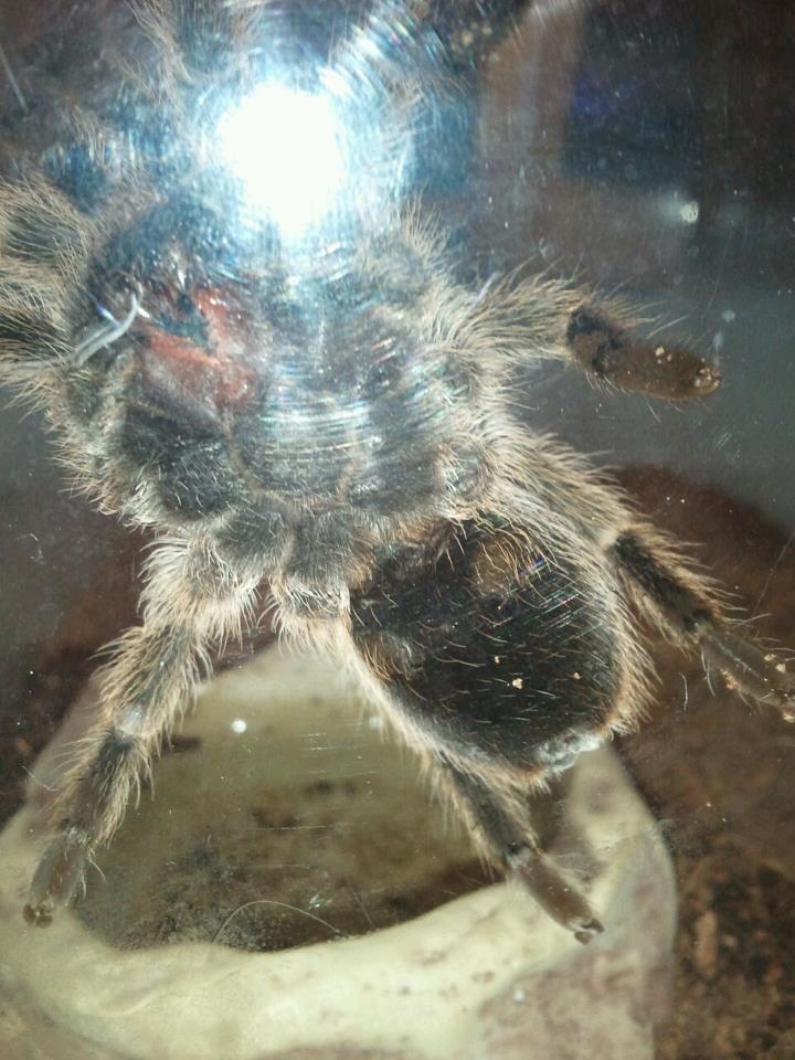 Grammostola rosea