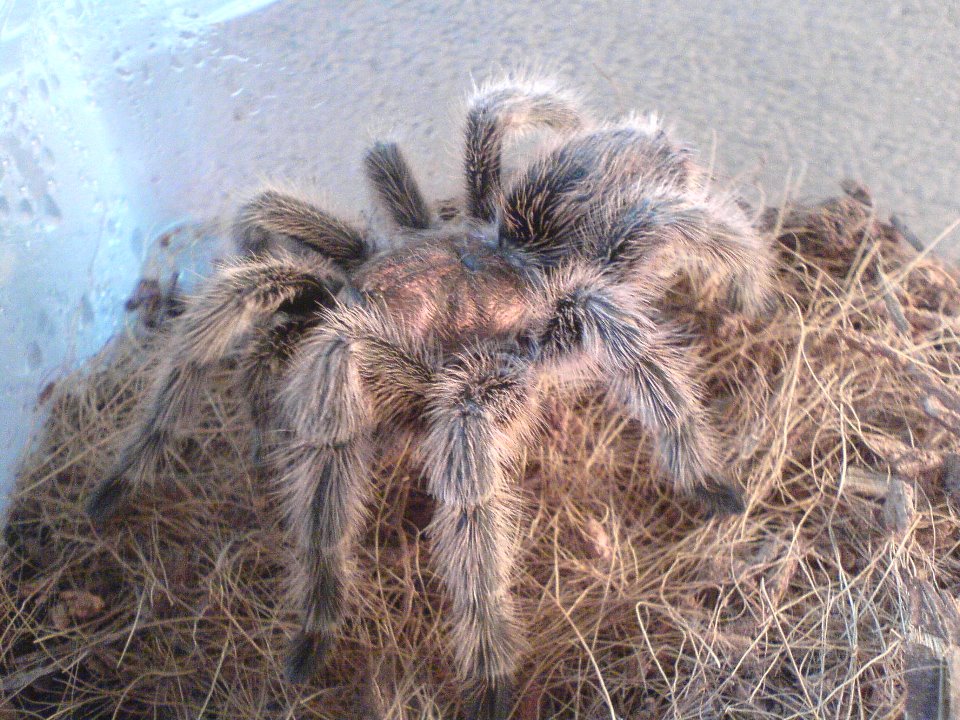 GRAMMOSTOLA ROSEA