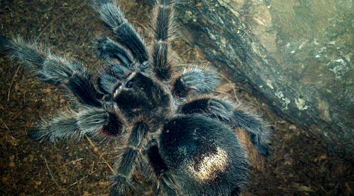 Grammostola rosea